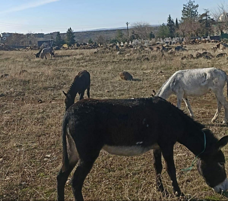 idil Şex Hasan Mezarlığı Bakımsız 