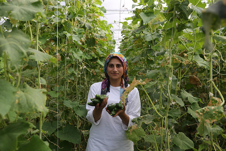 İdil’de Çorak araziler, devlet desteğiyle kurulan seralarla üretime kazandırıldı