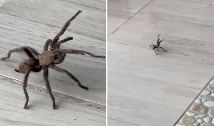 İdil’de Görüntülenen Zeytuni Orta Doğu Tarantulası, Alerjisi Olanlar İçin Tehlikeli Olabilir