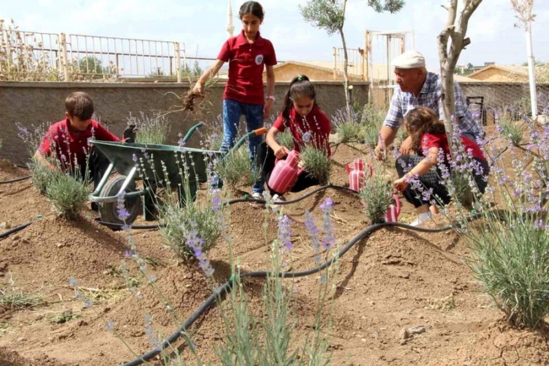 İdil’de okul bahçesinde lavanta bahçesi oluşturuldu