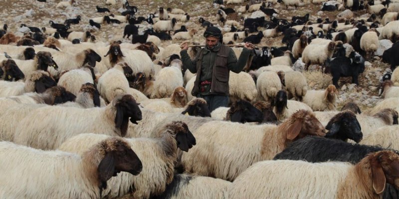 İdilli göçerlerin zorlu yolculukları devam ediyor
