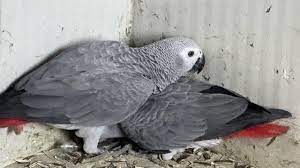 Irak'tan Şırnak'a yasa dışı yollarla getirilen 5 papağan koruma altına alındı