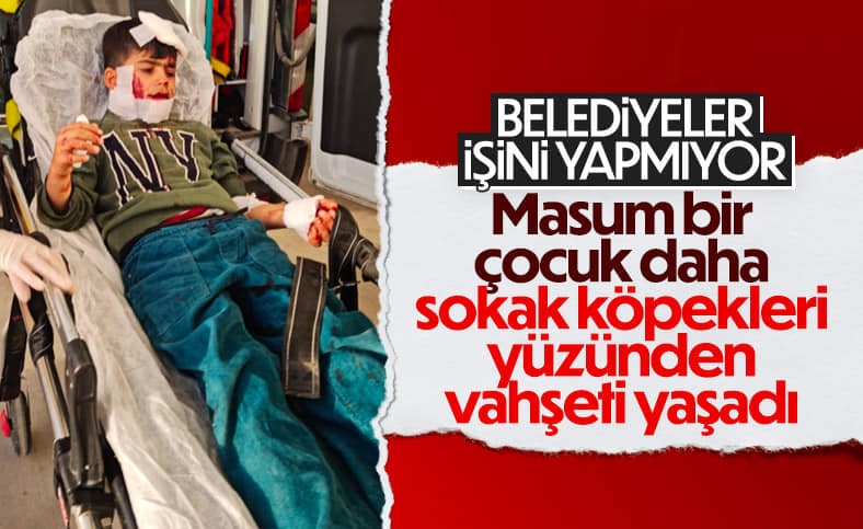 Nusaybin'de köpeklerin saldırısına uğrayan çocuk ağır yaralandı