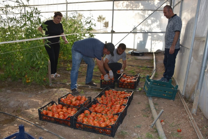 Şırnak Üniversitesi yerleşkesinde kurulan serada ilk hasat yapıldı