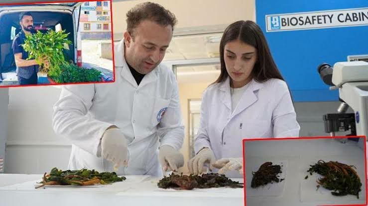 Şırnak yetişen iki bitkinin 3 hastalığa iyi geleceğini saptadı
