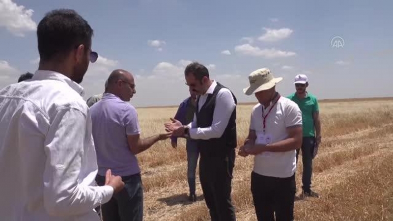 Şırnak'ta İl Tarım ve Orman Müdürlüğünce, İdil’de kuraklık çalışmaları sürüyor