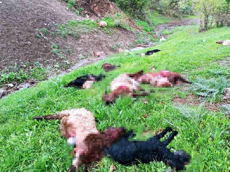 Şırnak'ta Kurt Sürüsü Ahıra Girerek Onlarca Keçiyi Telef Etti