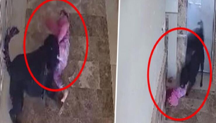 Cizre’de Apartmanın koridorunda oynayan küçük çocuğa köpek saldırdı