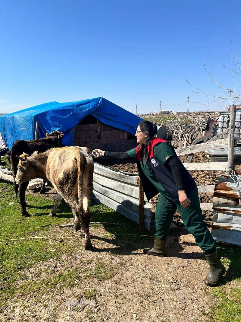 İdil’de Buzağılar İçin Sahada Yoğun Mesai