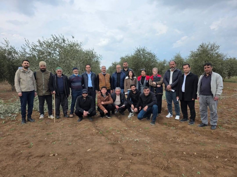 İdilli Çiftçilere Uygulamalı Zeytin Budama Eğitimi