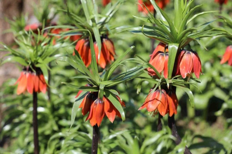 Şırnak'ta 700 Bin Liralık Koparma Cezası Olan Ters Lalelerin Görsel Şöleni