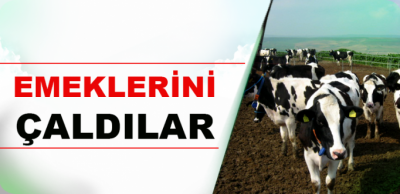 Bir gecede 3 ineği çalınan İdilli, hırsızların bulunmasını istiyor