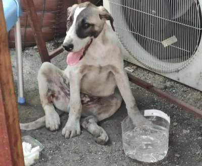 Bu nasıl vicdansızlık! idil'de Köpeğe çarpıp kaçtı