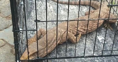 Cizre'de Bulunan Çöl Varanı Koruma Altına Alındı