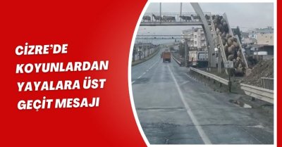 Cizre'de koyunlardan yayalara üst geçit mesajı