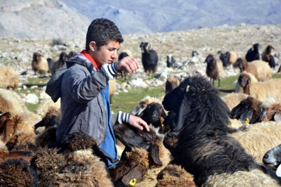 Hayvan besicilerini kuraklık endişesi sardı