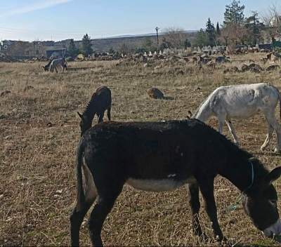 idil Şex Hasan Mezarlığı Bakımsız 