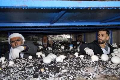 İdil’de 2 Bin Yıllık Mağara Ekonomiye Kazandırıldı: Aylık 3 Ton Mantar Üretimi