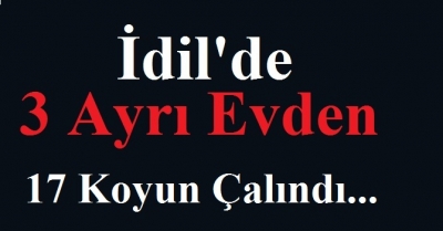 İdil’de 3 Ayrı Evden 17 Koyun Çalındı.