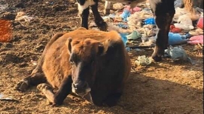 idil'de Ahırdan inek çaldılar
