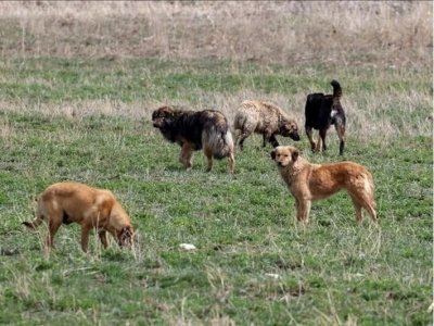 İdil’de Başıboş köpekler toplansın!