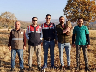 İdil’de bitkin halde bulunan puhu Kuşu koruma altına alındı