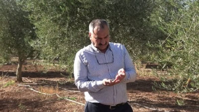 İdil’de Don Felaketi Rekolteyi Sildi: 150 Dönümlük Zeytin Bahçesinde Sıfır Verim