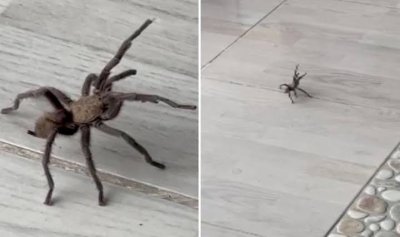 İdil’de Görüntülenen Zeytuni Orta Doğu Tarantulası, Alerjisi Olanlar İçin Tehlikeli Olabilir