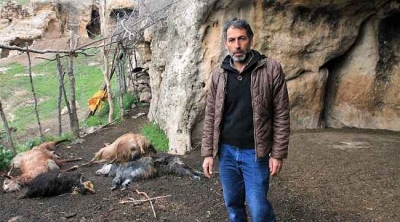 İdil’de kurtlar, sürüye saldırdı; 25 keçi öldü, 15'i yaralı