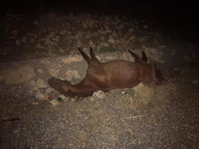 İdil’de Otomobilin Çarptığı Başıboş iki at telef oldu. 