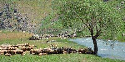 İdil'de Şap Hastalığı tespit edildi 7 Köy karantinaya alındı