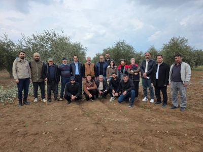 İdilli Çiftçilere Uygulamalı Zeytin Budama Eğitimi