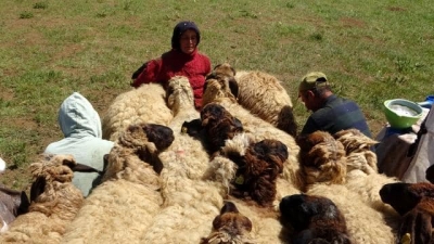 idil'li Göçerlerin süt sağım mesaisi başladı