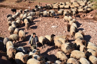 Kışlaklara dönen göçerlerin çadırlarda zorlu yaşamı