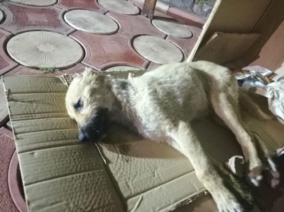 Korkunç olay! İdil’de Yavru köpeği zehirlediler