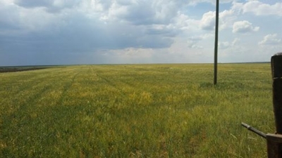 Kuraklık Nedeniyle İdil’li Çiftçiler Büyük Zarara uğradı.