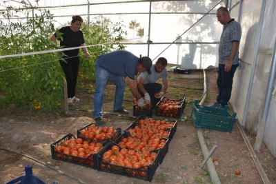 Şırnak Üniversitesi yerleşkesinde kurulan serada ilk hasat yapıldı
