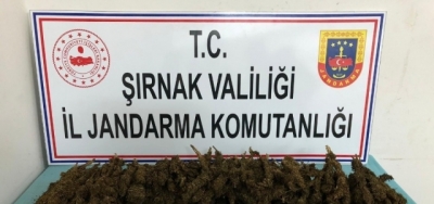 Şırnak'ın Cizre İlçesinde menfezde esrar ele geçirildi