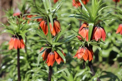Şırnak'ta 700 Bin Liralık Koparma Cezası Olan Ters Lalelerin Görsel Şöleni
