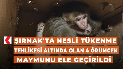 Şırnak'ta nesli tükenme tehlikesi altında olan 4 örümcek maymunu ele geçirildi