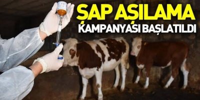 Şırnak’ta Sonbahar Şap Aşılama Kampanyası Başladı