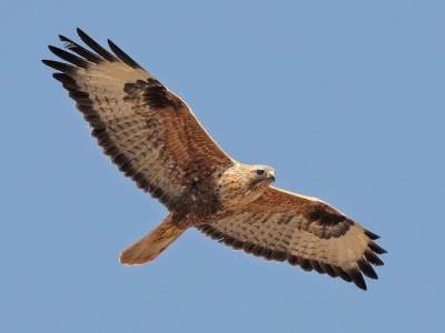 Şırnak'ta tedavisi tamamlanan 2 kızıl şahin doğaya bırakıldı