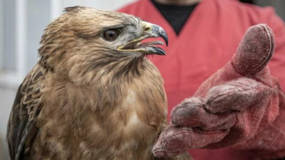 Şırnak'ta tedavisi tamamlanan 2 kuş doğaya salındı
