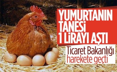 Yumurtanın fiyatı, tavuğu solladı: Kolisi 34 lira